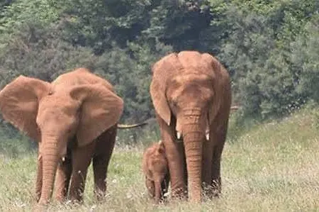 אורחן Sauces 2*