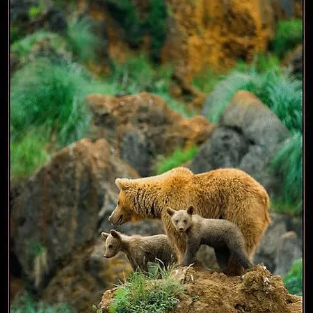 אורחן Sauces 2*